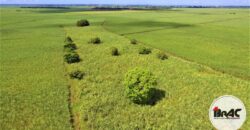 Colonia de Caña de azúcar en VENTA