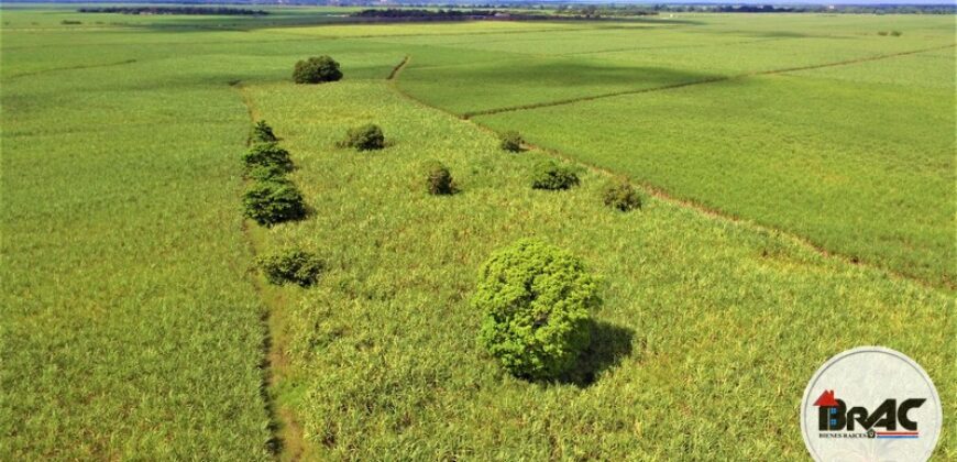 Colonia de Caña de azúcar en VENTA