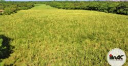 Colonia de Caña de azúcar en VENTA