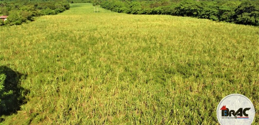 Colonia de Caña de azúcar en VENTA
