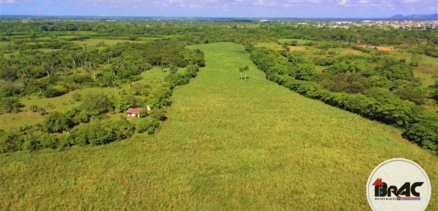 Colonia de Caña de azúcar en VENTA