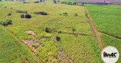 Colonia de Caña de azúcar en VENTA
