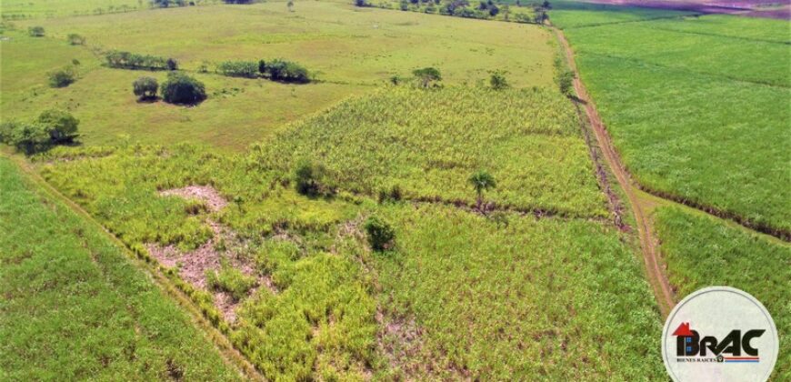 Colonia de Caña de azúcar en VENTA
