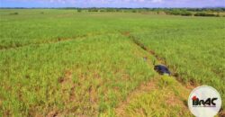 Colonia de Caña de azúcar en VENTA