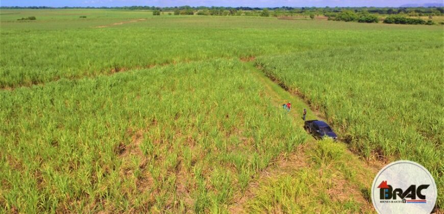 Colonia de Caña de azúcar en VENTA