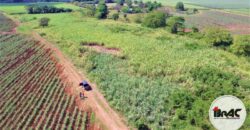 Colonia de Caña de azúcar en VENTA
