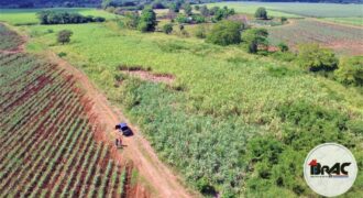 Colonia de Caña de azúcar en VENTA