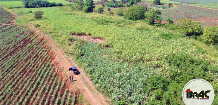 Colonia de Caña de azúcar en VENTA
